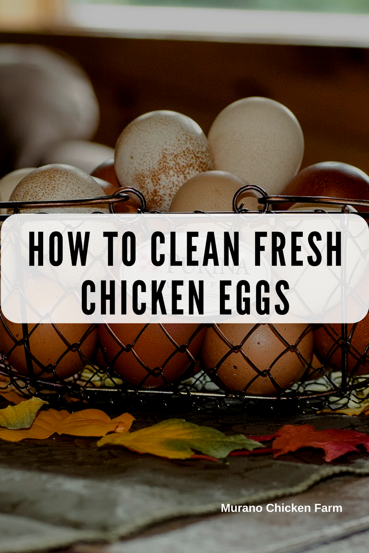 How to clean fresh eggs - Murano Chicken Farm